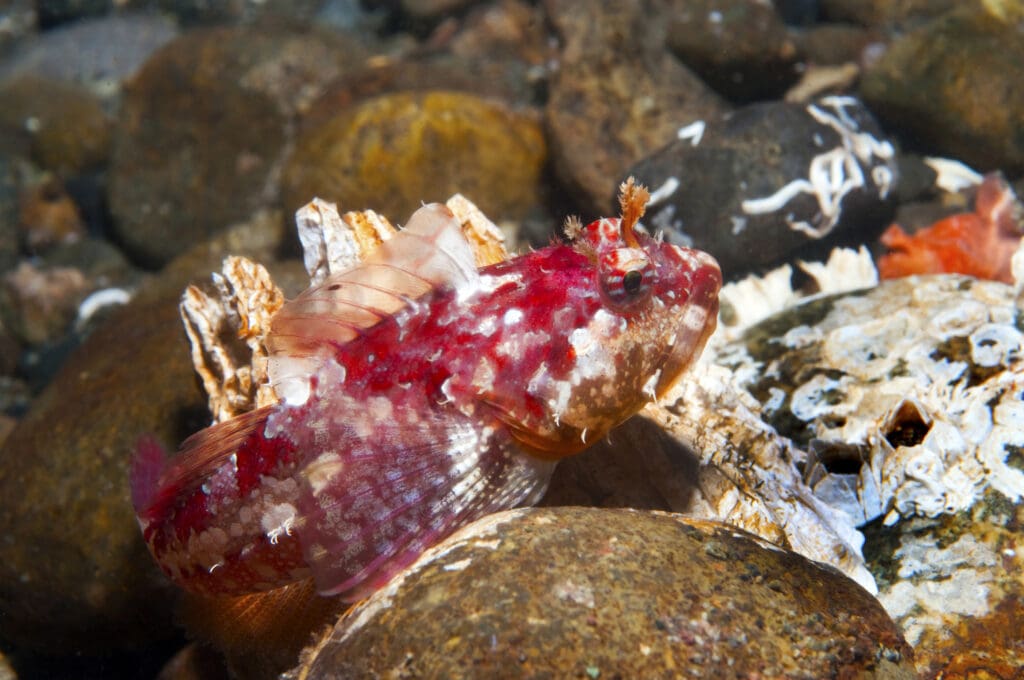 A juvenile red Irish Lord, ShutterStock photo
