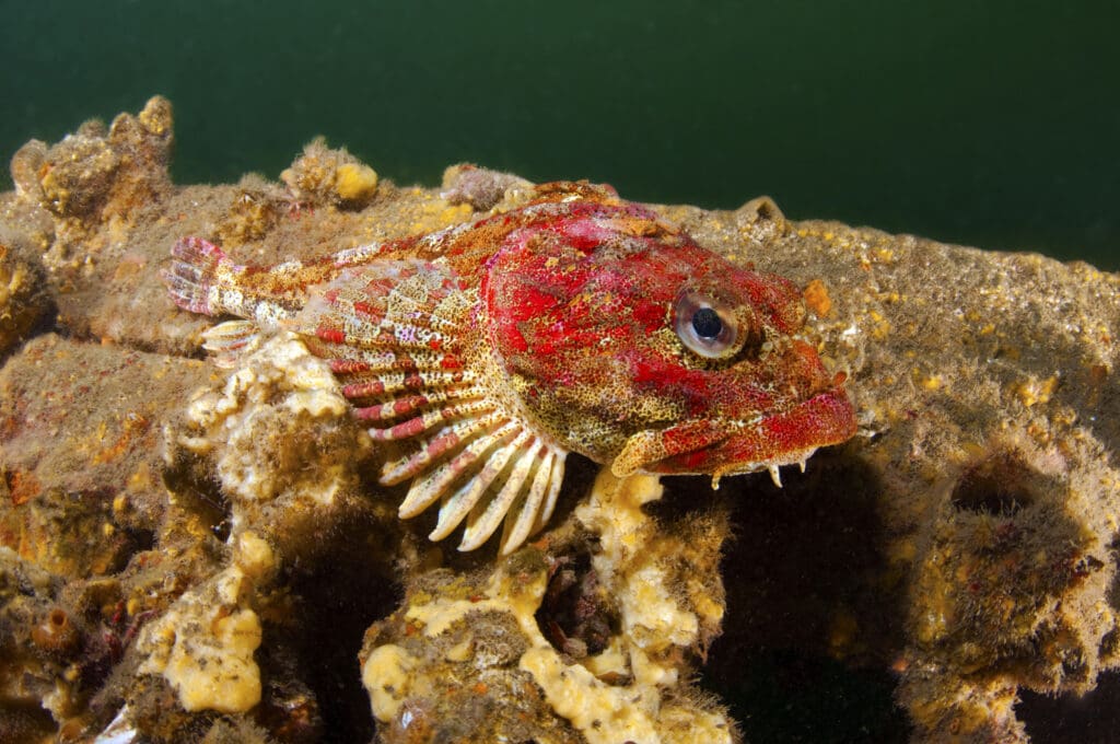 A red Irish lord demonstrating its camouflage skills, ShutterStock image